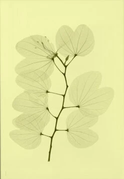 Orchid Bauhinia Poster